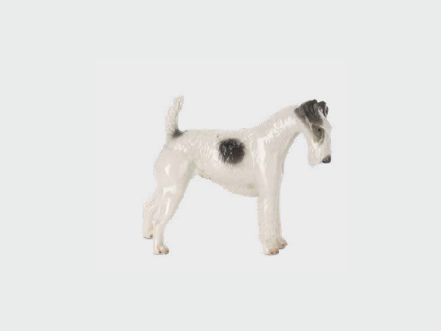 Fox Terrier Wirehair