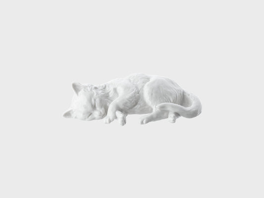 Katze