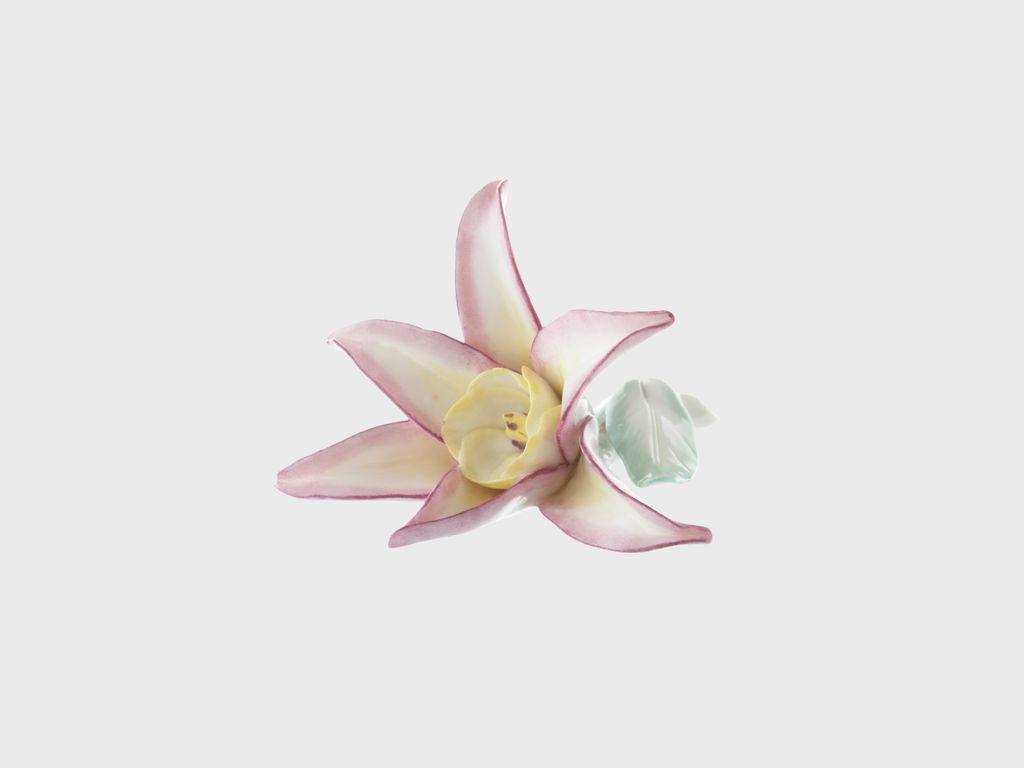 Tischblume Sternblume