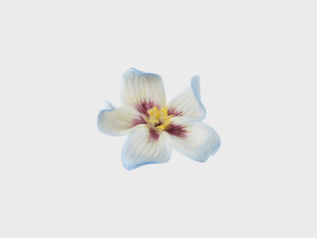 Tischblume Hornveilchen