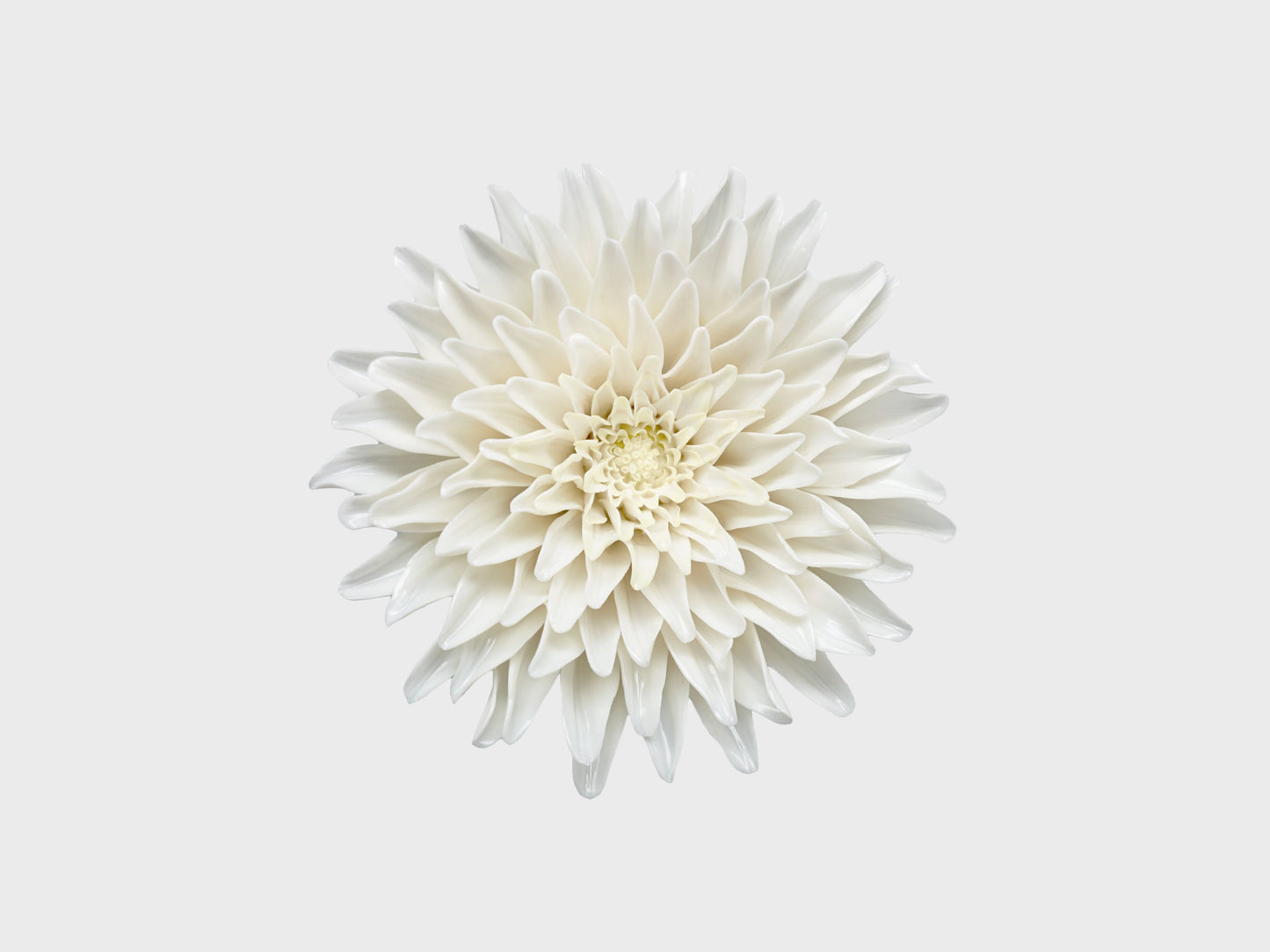 Tischblume Chrysantheme