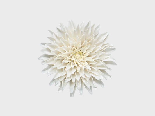 Chrysantheme | 1823/2 | handbemalt