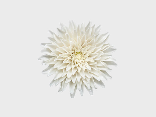 Tischblume Chrysantheme
