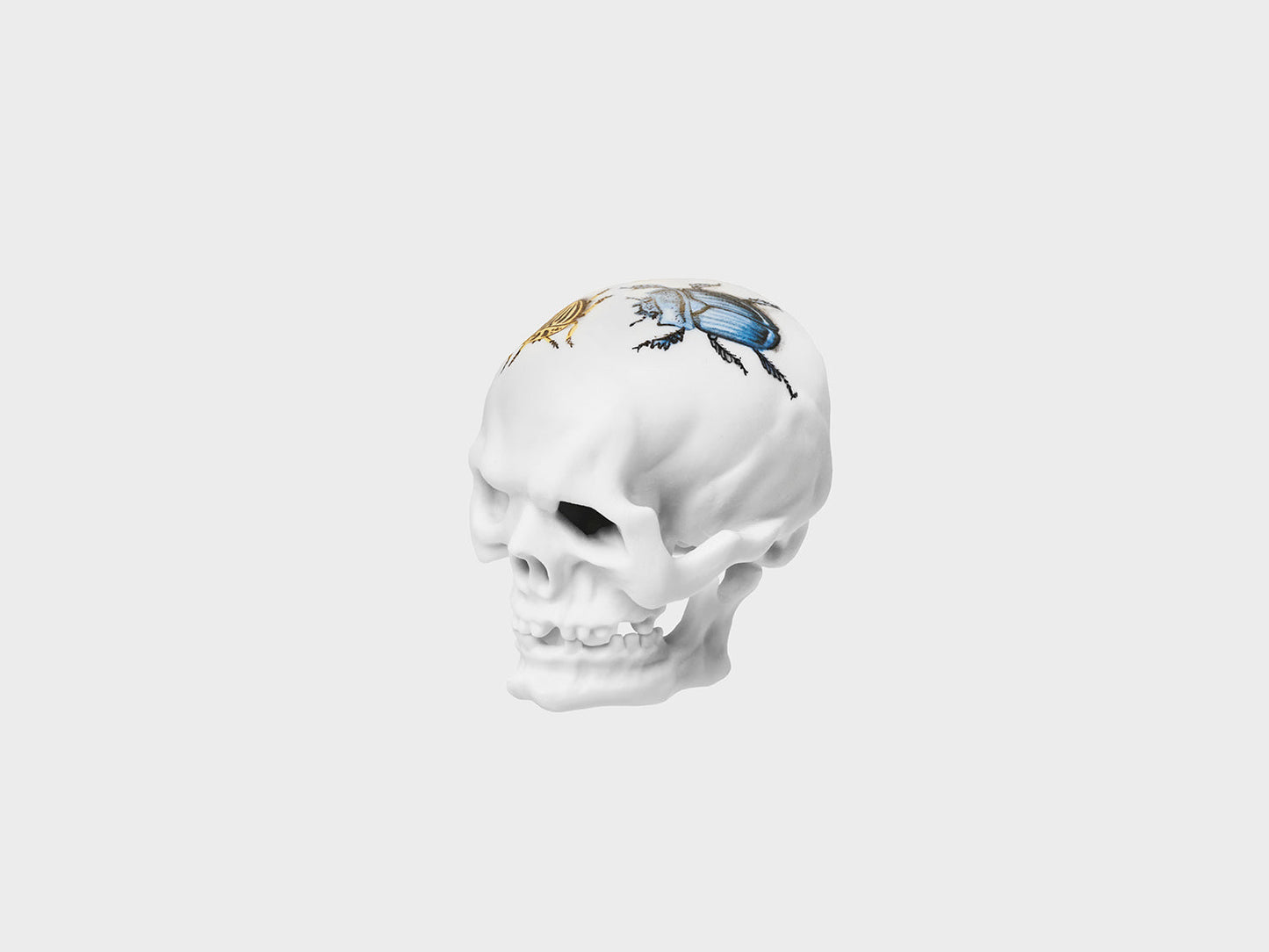 Totenkopf mit Insekten