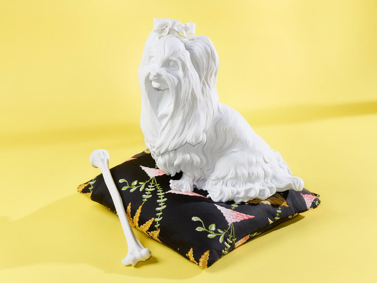 Yorkshire Terrier | weiss biskuit