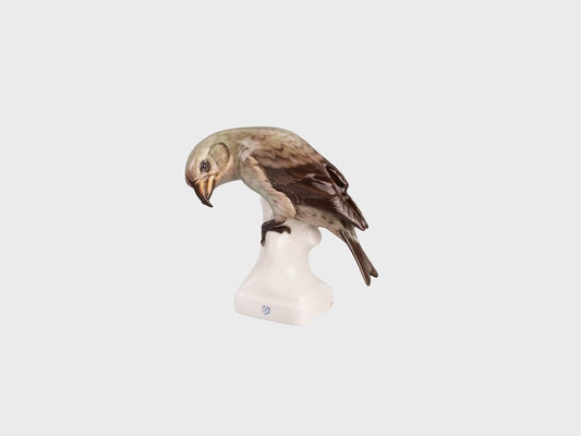 Crossbill