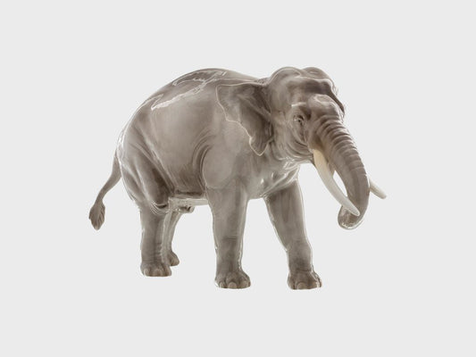 Elefant Rüssel abwärts