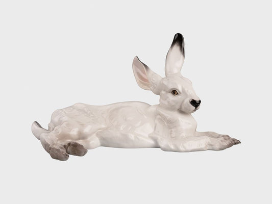 Hase