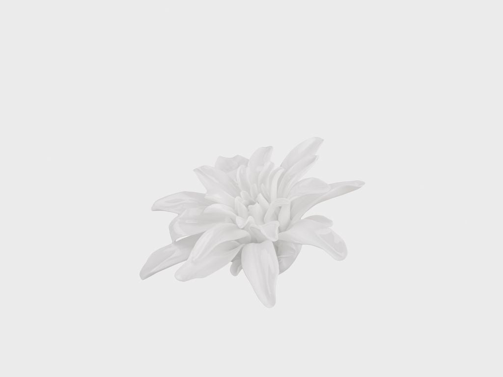 Tischblume Chrysantheme