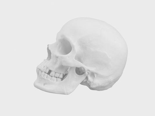 großer Totenkopf | 2225Q | 13 cm | weiss biskuit