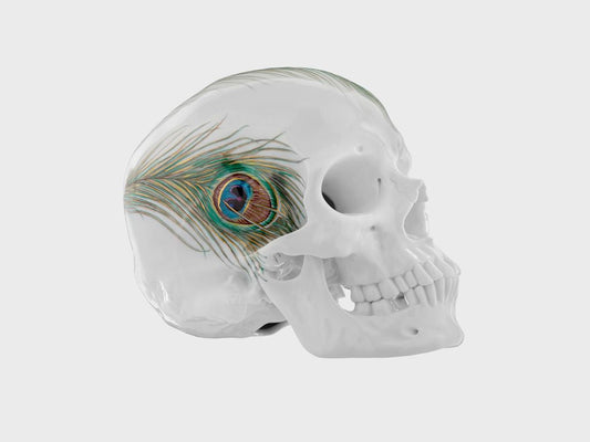 Totenkopf Pfauenfeder (Limitierte Edition 25 Stück)
