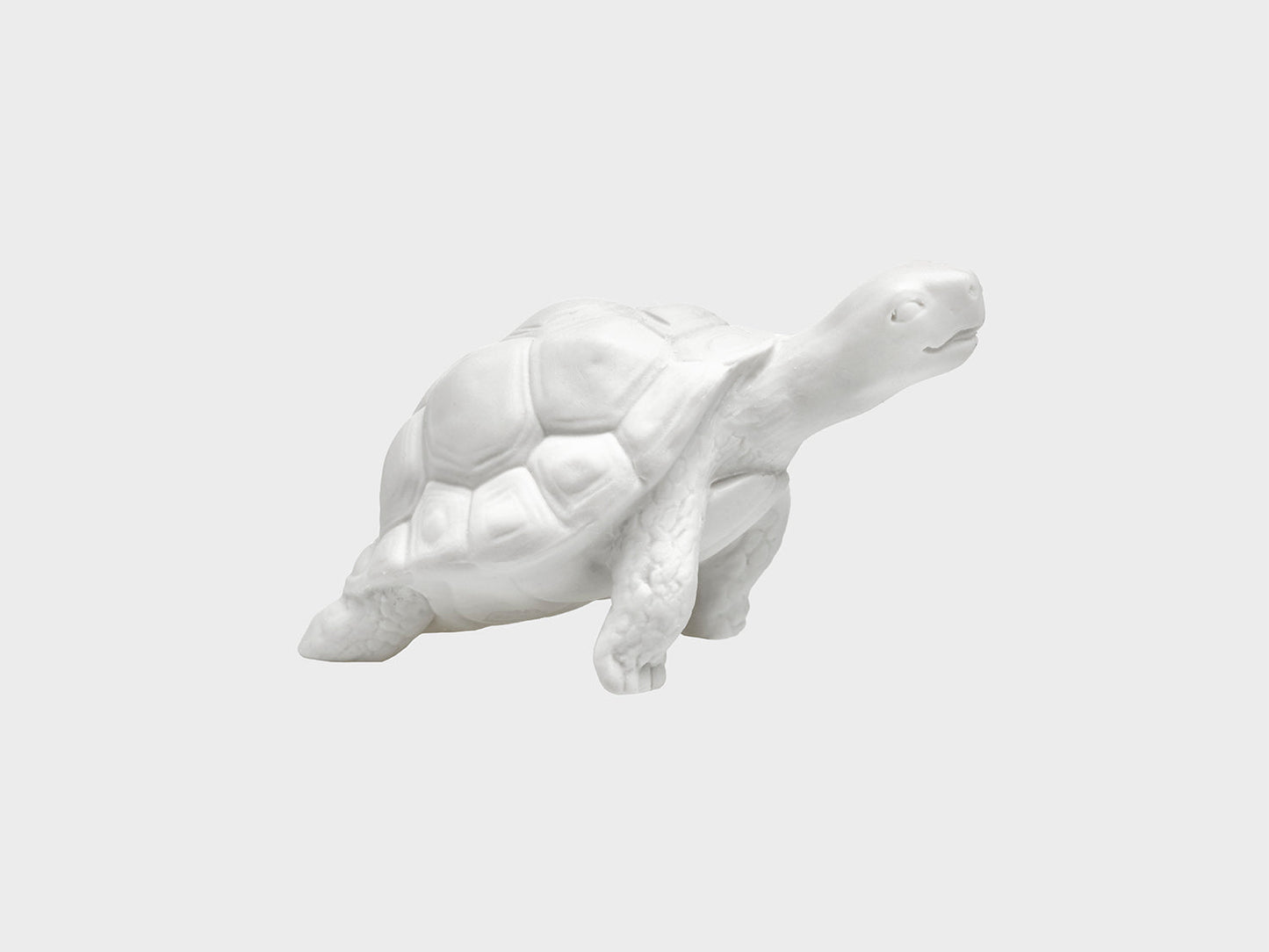 Schildkröte Mona