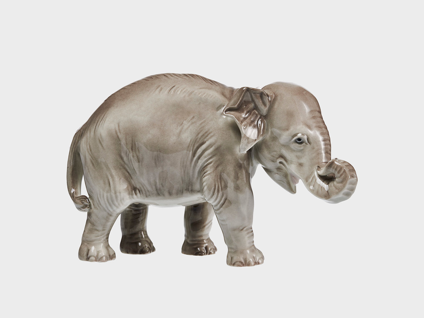 Elefant Rüssel eingerollt