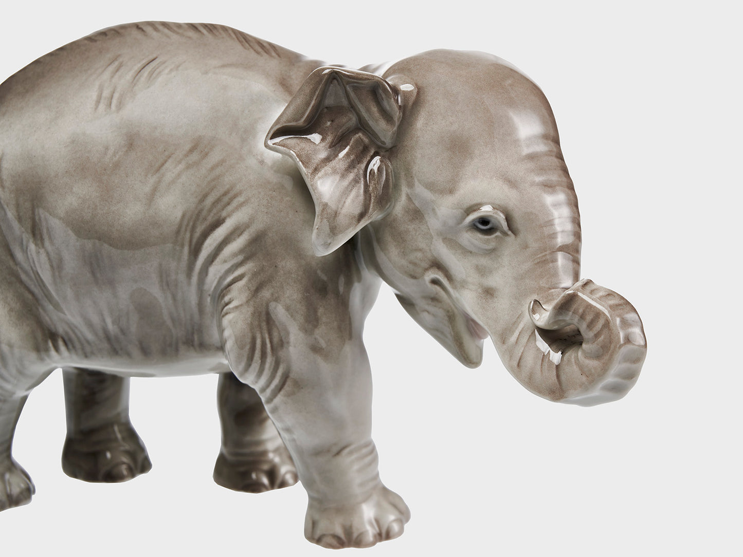 Elefant Rüssel eingerollt